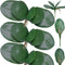 FagusHome 6 PCS Artificial Phalaenopsis Orchids Leaves 11 inches Green Faux Orchids Leaf (6 Pcs)...