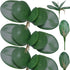 FagusHome 6 PCS Artificial Phalaenopsis Orchids Leaves 11 inches Green Faux Orchids Leaf (6 Pcs)...