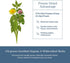 Eclectic Herb Lymphatic & Blood Cleanse | Freeze Dried Fresh, Whole Herbs, Naturally Concentrated | 45 Count...
