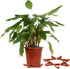 Firlar 24 PCS Plant Pot Toes, Plant Pot Feet Potted Plant Stand, Invisible Flower Pot Lifter Supports for Indoor Outdoor Gardening Plant Container...