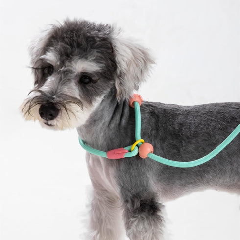 4.9FT Durable Nylon Dog Leash with Comfortable Handle for Walking and Training, pet Leashes Featuring for Medium Dogs Small Puppy (Minty Green)...