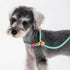 4.9FT Durable Nylon Dog Leash with Comfortable Handle for Walking and Training, pet Leashes Featuring for Medium Dogs Small Puppy (Minty Green)...
