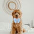 Adjustable Pet Bow Tie and Dog Collar for Lady Small Medium Large Dogs, Puppy Collar with Bowtie, Cute Lady Bow and Dog Collars - Comfort Soft Cot...