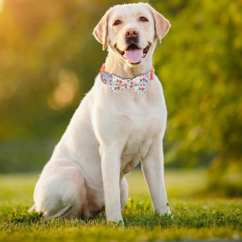 Soft & Comfy Dog Collar with Bow, Detachable and Adjustable Bow Tie Collar,Durable, and Stylish Pet Collar for Girl Female Small Medium Large Dogs...