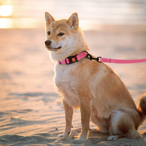 CollarDirect Waterproof Dog Leash Small Medium Large Durable Pet Leashes for Walking Training Running Pink Black Blue Orange Green (M, Pink)...