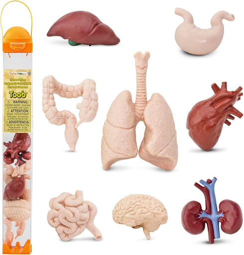 Safari Ltd. Human Organs TOOB - 8 Mini Figurines Including Brain, Heart, Lungs, Liver, Kidneys, Stomach, and Intestines - Anatomy Educational Toy ...