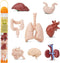 Safari Ltd. Human Organs TOOB - 8 Mini Figurines Including Brain, Heart, Lungs, Liver, Kidneys, Stomach, and Intestines - Anatomy Educational Toy ...