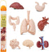 Safari Ltd. Human Organs TOOB - 8 Mini Figurines Including Brain, Heart, Lungs, Liver, Kidneys, Stomach, and Intestines - Anatomy Educational Toy ...