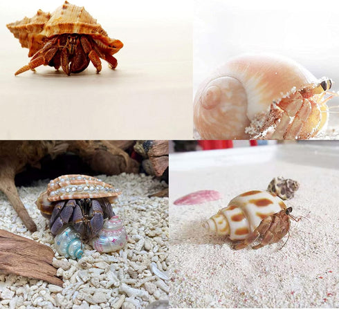 8PCS Hermit Crab Shells Medium to Large Growth Turbo Seashells 1"-2" Openning Size Natural Decoration Supplies...