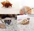 8PCS Hermit Crab Shells Medium to Large Growth Turbo Seashells 1"-2" Openning Size Natural Decoration Supplies...