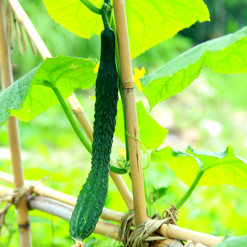Plant Stakes Natural Garden Bamboo Sticks for Indoor and Outdoor Plants, 20pcs Plant Support Stakes for Tomatoes, Beans, Potted Plants - 18 inches...