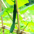 Plant Stakes Natural Garden Bamboo Sticks for Indoor and Outdoor Plants, 20pcs Plant Support Stakes for Tomatoes, Beans, Potted Plants - 18 inches...