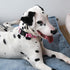 MR. CHUBBYFACE Flower Daisy Dog Collar Spring Floral Soft Adjustable Pet Boy Girl Collar for Small Medium Large Dogs...