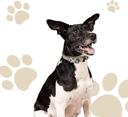Chai's Choice Dog Collar Medium (Army Green) | Comfortable & Stylish Pet Collar with Adjustable Strap Neoprene Padded | No-Choke & Quick Release |...