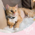 Airtag Cat Collar Silicone Holder Case, Air tag Cat Collar Holder Compatible with Airtag GPS Tracker for Cat Dog Pet, Waterproof and Lightweight (...