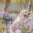 Elegant little tail Dog Collar, Pink Floral Print Pet Collar Summer Dog Collar Pet Collar Dog Cotton Durable Dog Collar Metal Buckle Collar for X-...