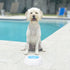 LUOZZY Kitten Bowl Pet Cooler Bowl Dog Frosty Water Bowl for House Summer Pet Drinking Bowl (Blue)...