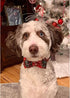 Lionheart glory Christmas Plaid Dog Collar Adjustable Soft Dog Collar with Bowtie, Pet Gift Dog Collars Bow for Small Medium Large Dogs...