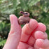 Safari Ltd. Good Luck Minis Lucky Fun Pack – 8 Mini Figurines of Frog, Ladybug, Waving Cat, Dragon, Buddha, Elephant, Rabbit, Four-Leaf Clover – E...