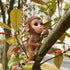 Climbing Monkey Tree Hugger Garden Monkey Statue Resin Animal Sculpture Yard Decor for Outside, Funny Tree Climber Figurine Outdoor Patio Lawn Dec...