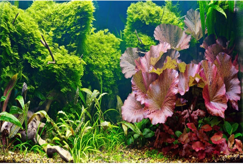 AWERT 30x18 inches Aquatic Plant Aquarium Background River Bed & Lake Fish Tank Background Vinyl...