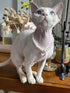 Pearl Cat Collar Dog Collar Rhinestone Necklaces for Small Dogs Collar Accessories Pet Collar (Small, Pink)...