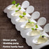 10Pcs Porcelain Tasting Spoons,Caviar Spoons,Sample Spoons for Tasting,4inch Fish Shape Appetizer Plates,Dishwasher Safety,Dessert Tasting Spoons,...