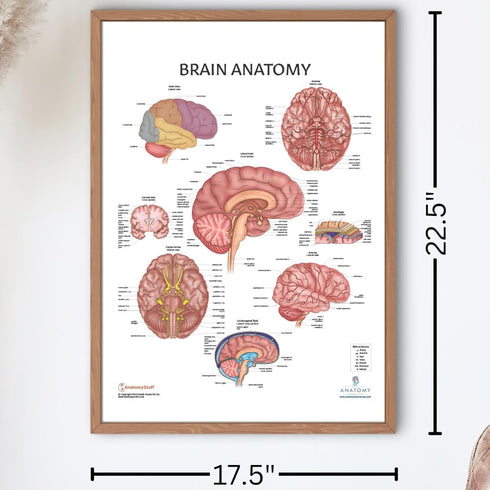 2 PACK Nervous System and Brain Anatomy Poster Set, LAMINATED, Anatomy and Physiology, 17.3 x 22.5 Inches, Body System Diagram, Anatomical Charts ...