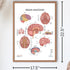 2 PACK Nervous System and Brain Anatomy Poster Set, LAMINATED, Anatomy and Physiology, 17.3 x 22.5 Inches, Body System Diagram, Anatomical Charts ...