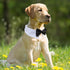 Bow Tie for Dogs, KOOLMOX Dog Bow Tie, Handcrafted Black Dog Bowtie with 21'' Adjustable Dog Collar Tux White Dog Collar for Large Dogs Wedding At...