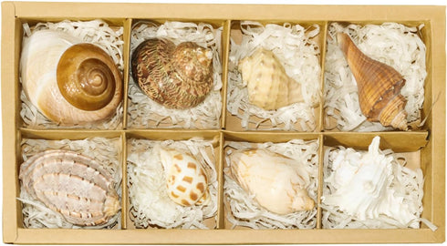 Hermit Crab Shells Accessories Conch: Natural Large Hermit Crab Supplies Sea Shell for Beach Decor Growth Turbo Seashells Hermit Crab Climbing Toy...
