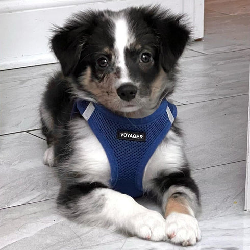 Voyager Step-in Air All Weather Mesh Harness and Reflective Dog 5 ft Leash Combo with Neoprene Handle, for Small, Medium and Large Breed Puppies b...