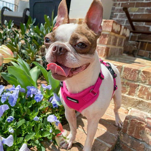 Voyager Step-in Lock Dog Harness w Reflective Dog Leash Combo Set with Neoprene Handle 5ft - Supports Small, Medium and Large Breed Puppies/Cats b...