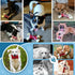 Dog Toys for Aggressive Chewers, Dog Toys for Large Dogs, Indestructible Dog Bones for Aggressive Chewers, Tough and Durable Dog Chew Toy, Real Ba...