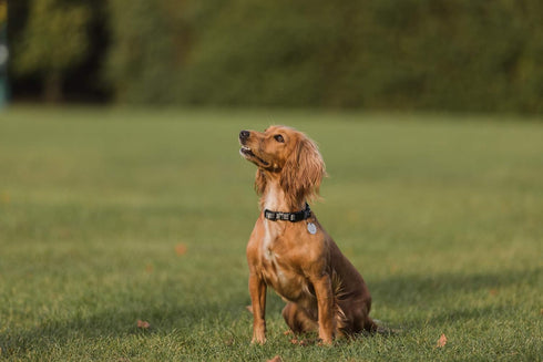 Embark Adventure Dog Collar with Soft Padded Neck, Matching Set with The Adventure Leash and Harness, Pet Collars for Dogs & Most Breeds - Dog Col...