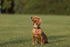 Embark Adventure Dog Collar with Soft Padded Neck, Matching Set with The Adventure Leash and Harness, Pet Collars for Dogs & Most Breeds - Dog Col...