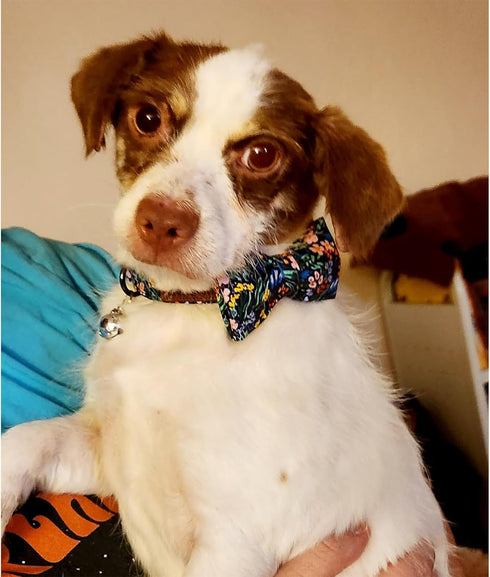 Lionheart glory Dog Collar Darkblue Flower Dog Bow Collars Floral Dog Collar with Bow Male or Female Spring Fall Pet Gift Durable Adjustable Dog C...