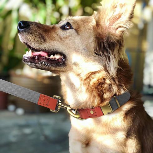 QRDA Dog Collar and Leash Set Silver Gray Adjustable Durable Nylon Pet Collars with Leashes Tactical Dog Leash Breakaway Dog Collar for Small/Medi...