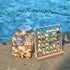 Acrylic Magnetic Seashell Display Box, Seashell Collection Box and Jewellery Display Box, Collection of Seashells for Display, Small Crafts Storag...