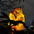 Garden Solar Light Outdoor Decor, Resin Squirrel Solar LED Light for Outdoor, Animal Waterproof Light for Flower Fence Lawn Passage Walkway Courty...