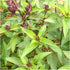 Seed Needs, Culinary Basil Herb Seed Packet Collection (8 Individual Basil Seed Varieties for Planting) Non-GMO & Untreated...
