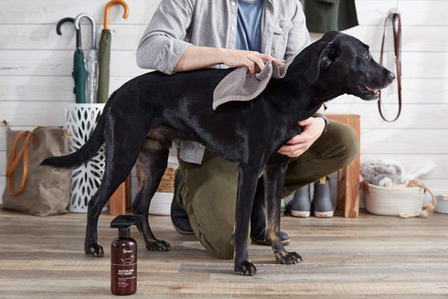 The Spruce Waterless Pet Wash, No Rinse Moisturizing Shampoo for Pets - Daily Pet Care - Cleaning, Cleansing, and Conditioning for Dogs, Puppies, ...