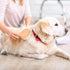 Dog Bath Brush Pet Shampoo Handle Bath Brush with Massage Points Dog Grooming/Washing/Massaging Wooden Brush Natural Bristle Dog Brush Removal Loo...