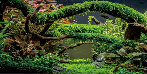 AWERT 48x24 inches Aquarium Background Branches Terrarium Background Aquatic Plant River Bed & Lake Fish Tank Background Vinyl Background...