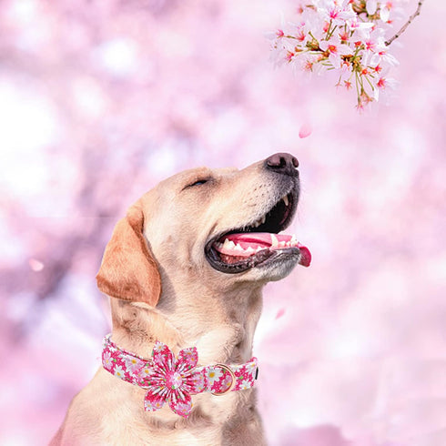 Elegant little tail Dog Collar with Flower, Dog Collar Flowers Pink Floral Girl Dog Collar Pet Gift Adjustable Dog Collar for Large Dogs...