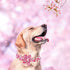 Elegant little tail Dog Collar with Flower, Dog Collar Flowers Pink Floral Girl Dog Collar Pet Gift Adjustable Dog Collar for Large Dogs...