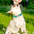 Maca Bates Clover Dog Collar Comfortable Soft St.Patrick's Day Dog Collar with Metal Buckle Adjustable for Small Medium Large Dog Lucky Clover Pet...