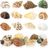 Hermit Crab Shell - Openning Size 0.6"-2" Medium to Large Growth Turbo Seashells Natural Sea Shells for Hermit Crab Supplies, Aquarium Décor, Naut...