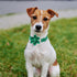 St.Patrick's Day Clover Dog Collars with Flower Tie,Green Abstract Clover Soft Cotton with Safety Metal Buckle Adjustable Puppy Collars for Small ...