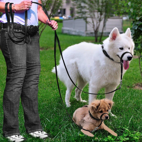 BARKLESS Dog Head Collar, Adjustable and Padded, No-Pull Training Tool for Dogs on Walks, includes 1 Dog Leash and A Training Guide...